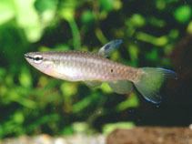 Pyrrhulina Fish Identification
