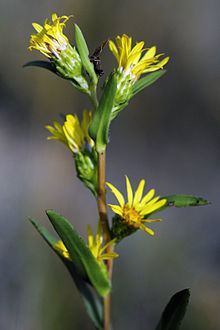 Pyrrocoma racemosa httpsuploadwikimediaorgwikipediacommonsthu