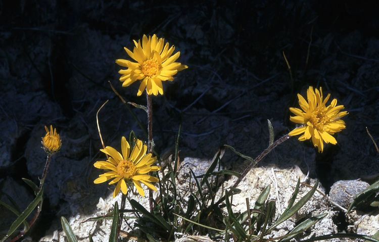 Pyrrocoma uniflora
