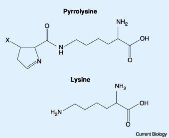 Pyrrolysine Genetic Code Introducing Pyrrolysine