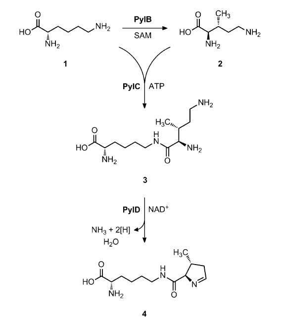 Pyrrolysine Pyrrolysine the 22nd amino acid Johannes Wilbertz
