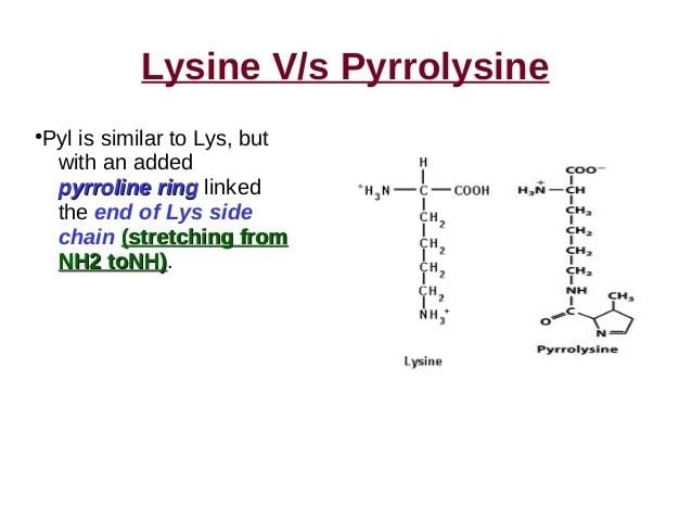 Pyrrolysine Aminiacid Selenocysteine and Pyrrolysine