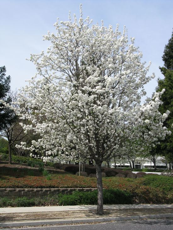 Pyrus calleryana UFEI SelecTree A Tree Selection Guide