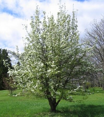Pyrus communis 1000 images about Pyrus Communis on Pinterest Trees Cooking and