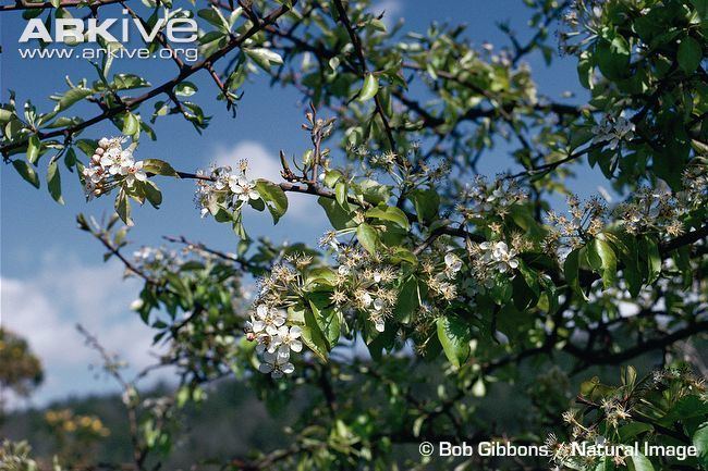 Pyrus cordata Plymouth pear videos photos and facts Pyrus cordata ARKive
