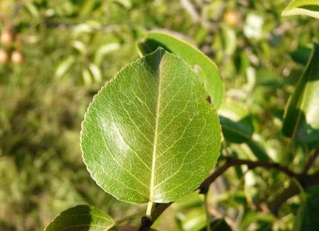 Pyrus cordata Scientific name Pyrus cordata ONLINE BOTANY