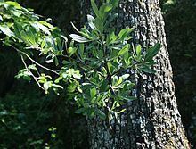 Pyrus elaeagrifolia httpsuploadwikimediaorgwikipediacommonsthu