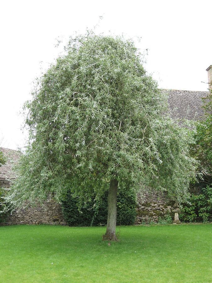 Pyrus salicifolia Weeping Silver Leaved Pear Pyrus Salicifolia Pendula Chew Valley