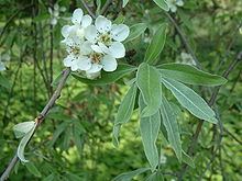 Pyrus salicifolia httpsuploadwikimediaorgwikipediacommonsthu