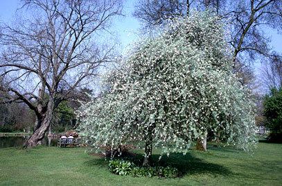 Pyrus salicifolia Pyrus salicifolia 39Pendula39 pendulous willowleaved pearRHS Gardening