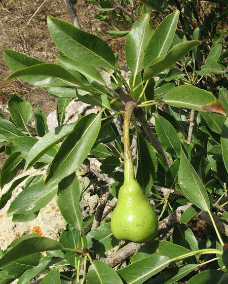 Pyrus syriaca Wild Plants of Malta amp Gozo Plant Pyrus syriaca Syrian Pear