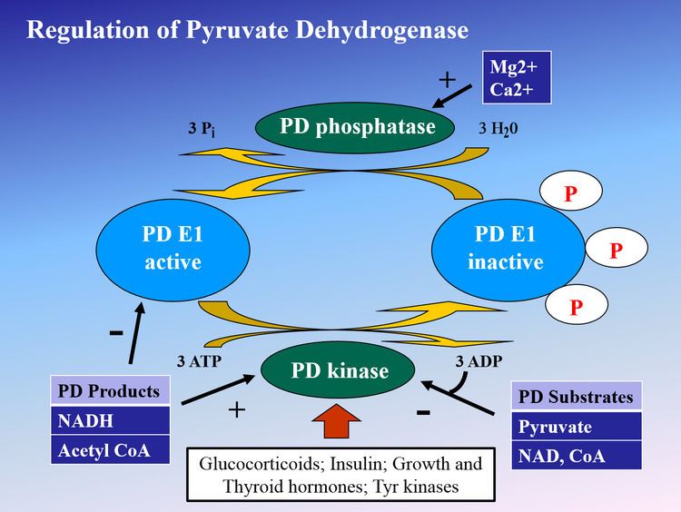 Pyruvate dehydrogenase (acetyl-transferring) httpsuploadwikimediaorgwikipediacommonscc