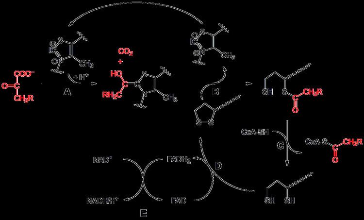 Pyruvate dehydrogenase complex
