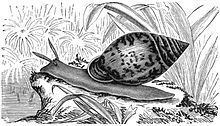 Pythia scarabaeus httpsuploadwikimediaorgwikipediacommonsthu