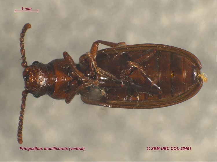 Pythidae Pythidae