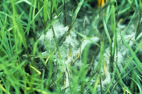 Pythium Pythium blight of turfgrass