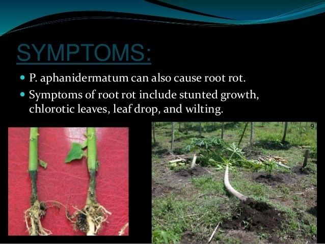 Pythium aphanidermatum Pathology of papaya