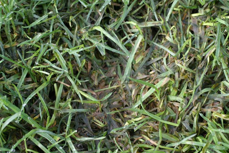 Pythium Pythium Diseases of Turf Center for Agriculture Food and the