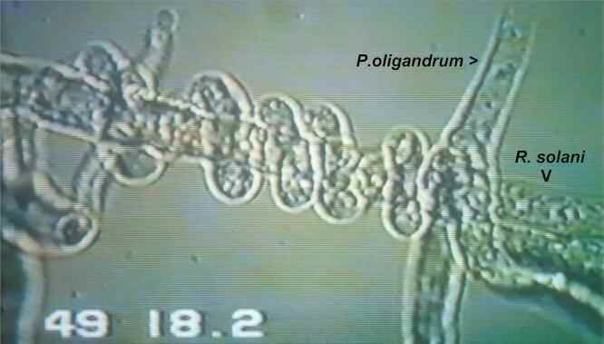 Pythium oligandrum 122IMAGES
