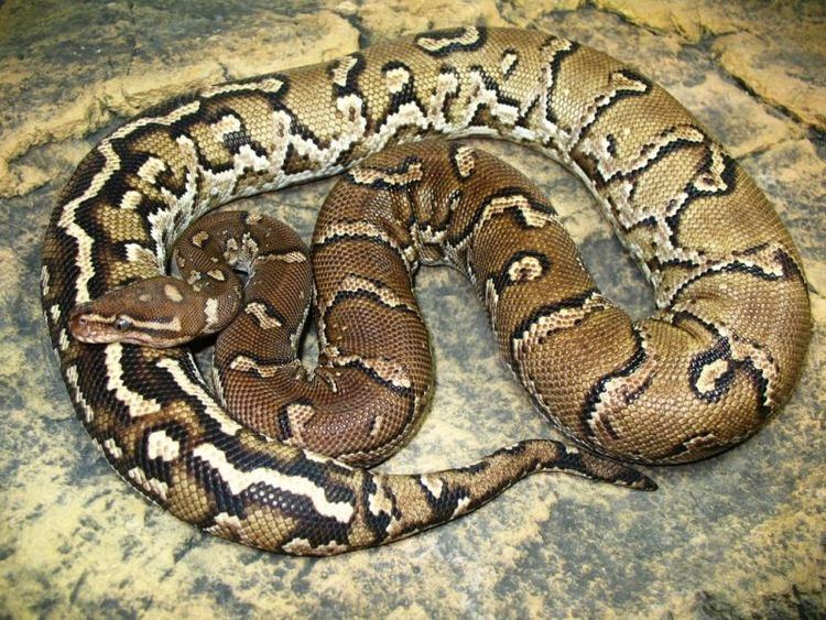 Python anchietae Angolan Python Facts and Pictures Reptile Fact