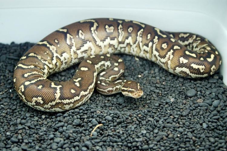Python anchietae Angolan pythons at Australian Addiction Reptiles