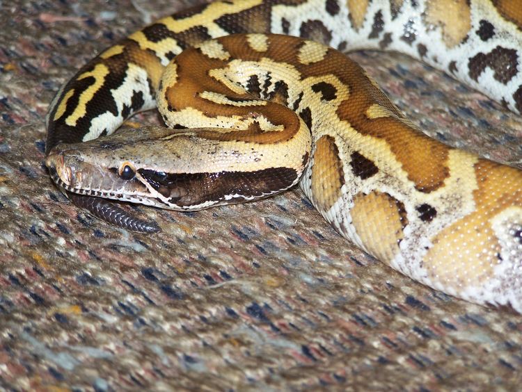 Python brongersmai FilePython brongersmaijpg Wikimedia Commons