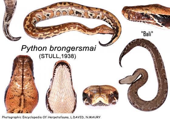 Python brongersmai Python brongersmai The Reptile Database