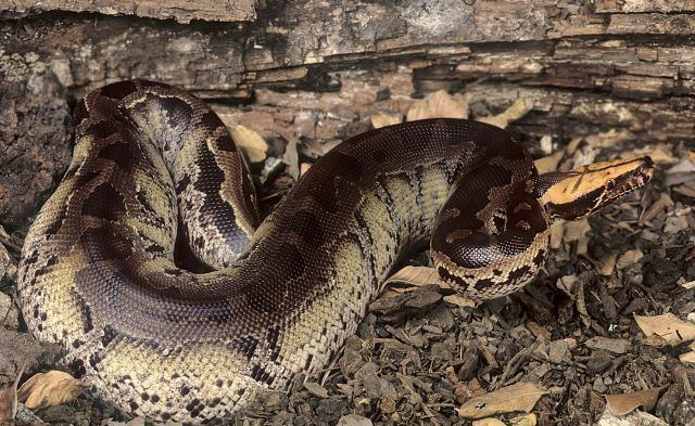 Python curtus orange head black Python curtus Sumatran shorttail python Vida