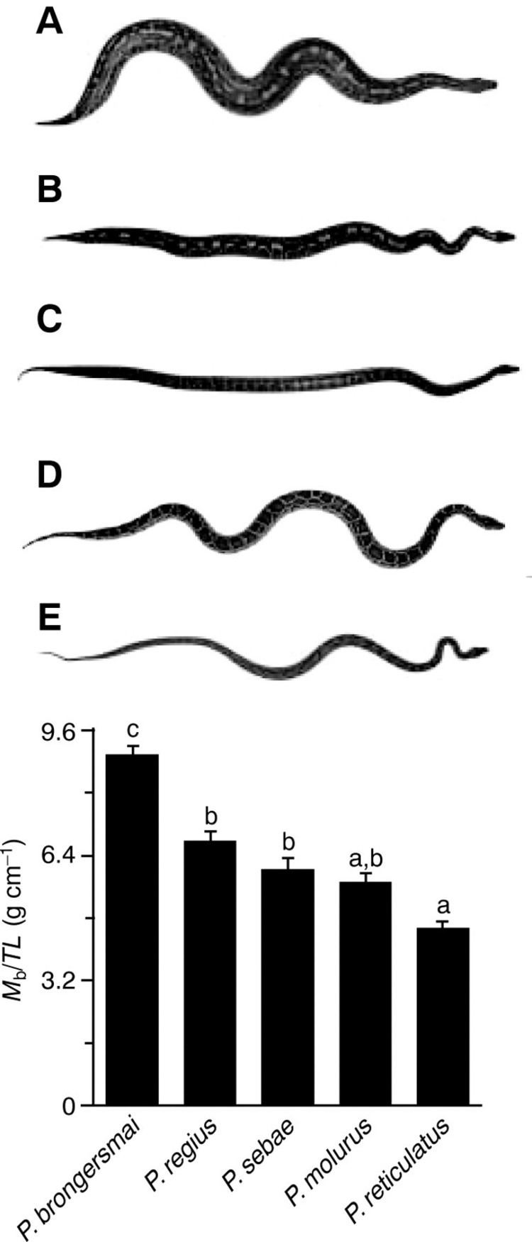 Python (genus) Adaptive regulation of digestive performance in the genus Python