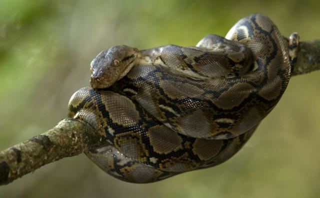 Python (genus) BBC Nature Pythons videos news and facts