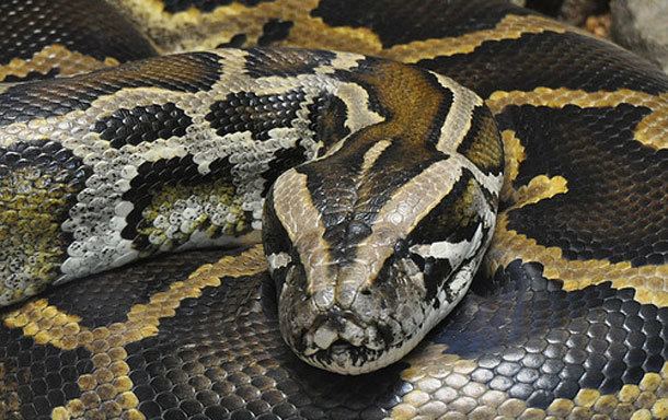 Python (genus) blogsdiscovermagazinecomnotrocketsciencefiles