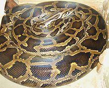 Python (genus) Python genus Wikipedia