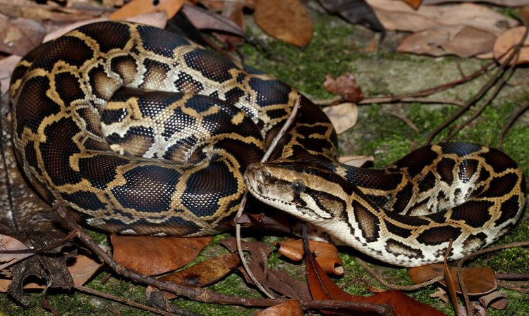 Python molurus Burmese Python Python molurus bivittatus Found in Shing Flickr