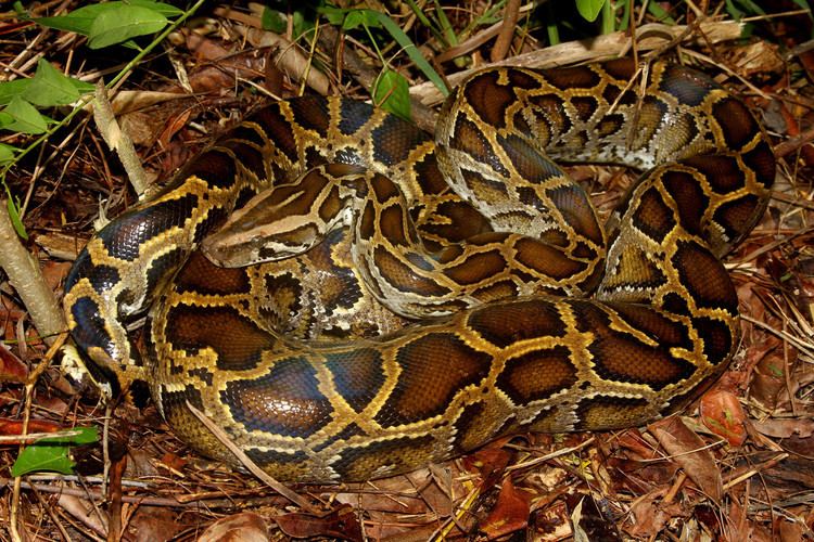 Python molurus Burmese python Python molurus Florida American Society of