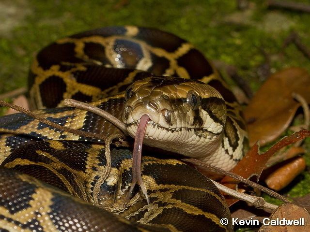 Python molurus Reptile of Hong Kong