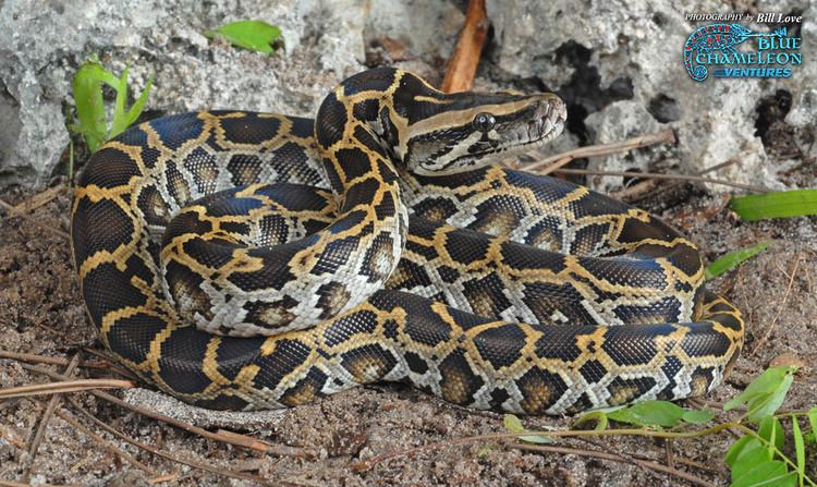 Python molurus Python bivittatus bivittatus Burmese Python