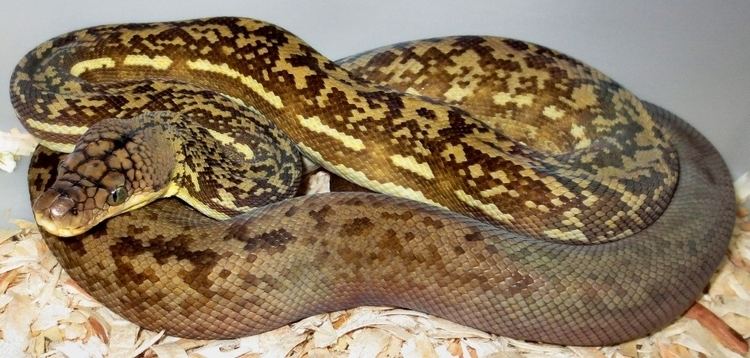 Python timoriensis Molecular Reptile Online snakes and information