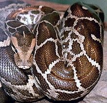 Pythonidae httpsuploadwikimediaorgwikipediacommonsthu
