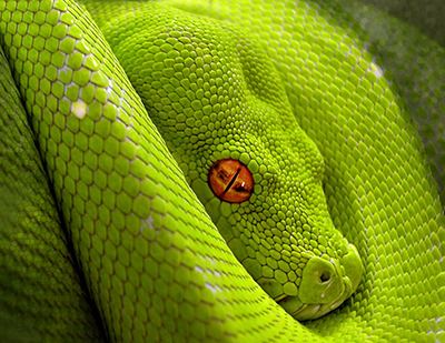 Pythonidae Pythonidae World of Pythons