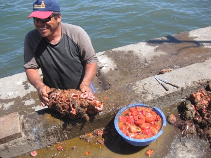 At a bay with a two level surface of concrete, a man is smiling standing, holding a Pyura chilensis, he has black hair wearing a black shirt with gray sleeves, and a denim pants, at the right bottom is a flesh of Pyura chilensis in a blue container and broken shells.