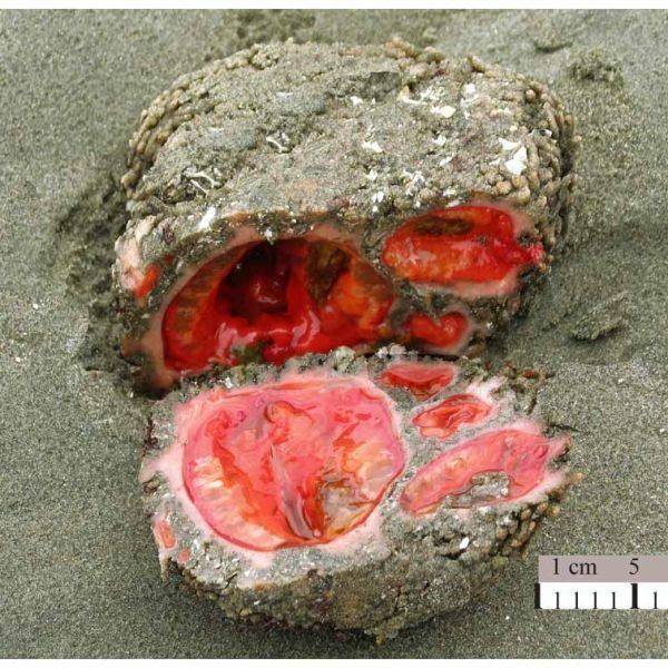 On a wet ground with sands is a Pyura chilensis, a tunicate that somewhat resembles a gray rock covered in sand cut in half, with orange flesh at the bottom right is a measuring tool from 1cm to 5.