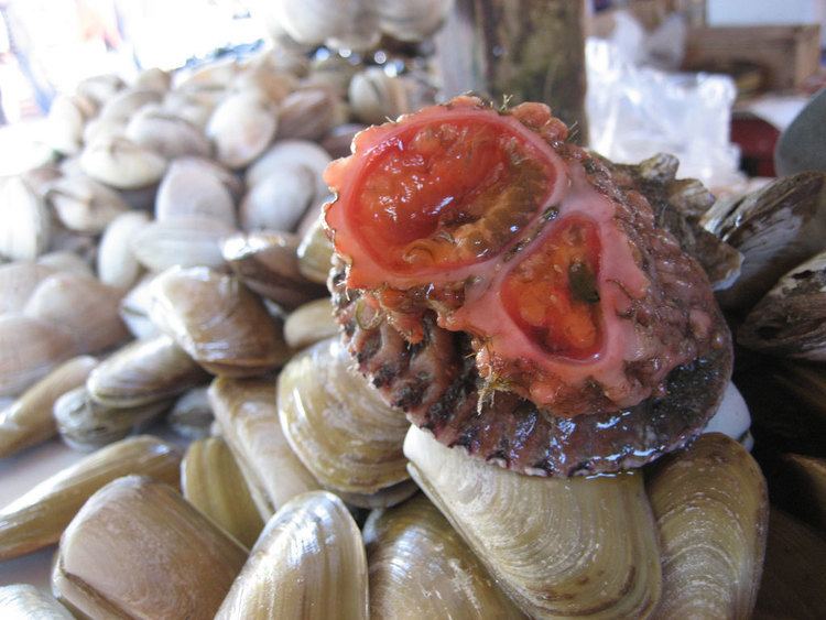 On a table with a white clams along with a Pyura chilensis is a tunicate that somewhat resembles a mass of organs inside a rock; it has a pink-to-orange flesh on a shell.