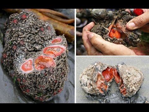 On the left, a wet ground with Pyura chilensis, a tunicate that somewhat resembles a gray  group of rock with multiple orange flesh, cut in front showing its orange flesh. At the top right, a hand holding a Pyura chilensis, cracking its body to show its orange flesh. At the bottom right, On a wet ground with sands is a Pyura chilensis, a tunicate that somewhat resembles a gray rock covered in sand cut in half, with orange flesh.