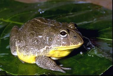 Pyxicephalus Amphibians African Amphibians