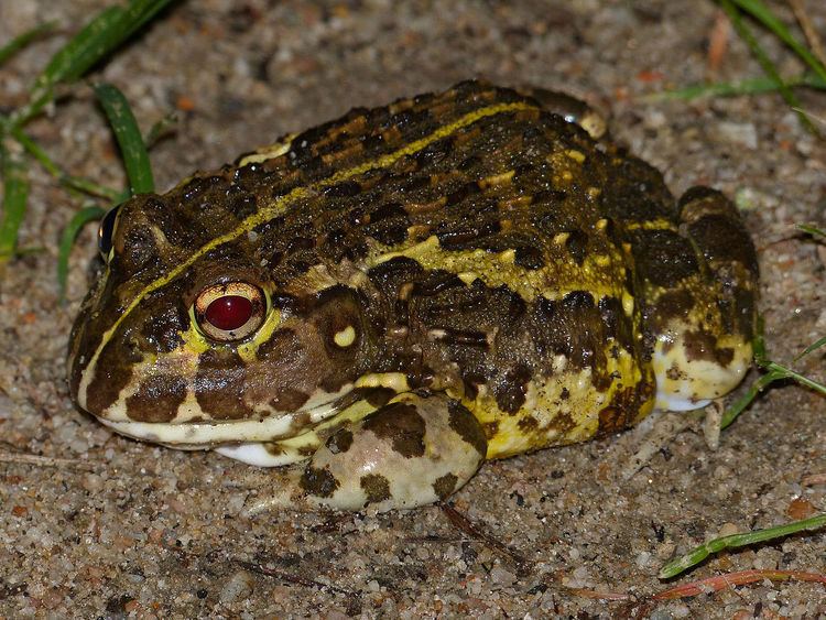 Pyxicephalus Edible bullfrog Wikipedia