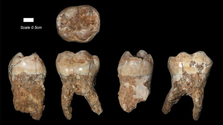 Qesem Cave 400000yearold teeth reveal prehistoric pollution The Times of