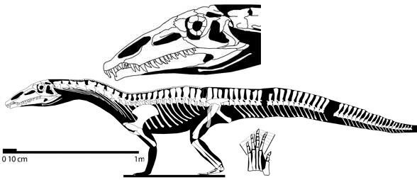 Qianosuchus Qianosuchus and Nundasuchus