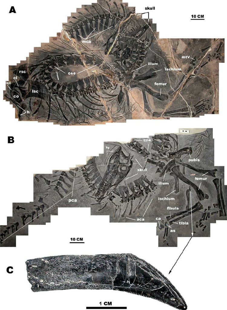 Qianosuchus Qianosuchus mixtus gen et sp nov a Holotype IVPP V13899 b