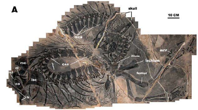 Qianosuchus ConceptualZoology Qianosuchus