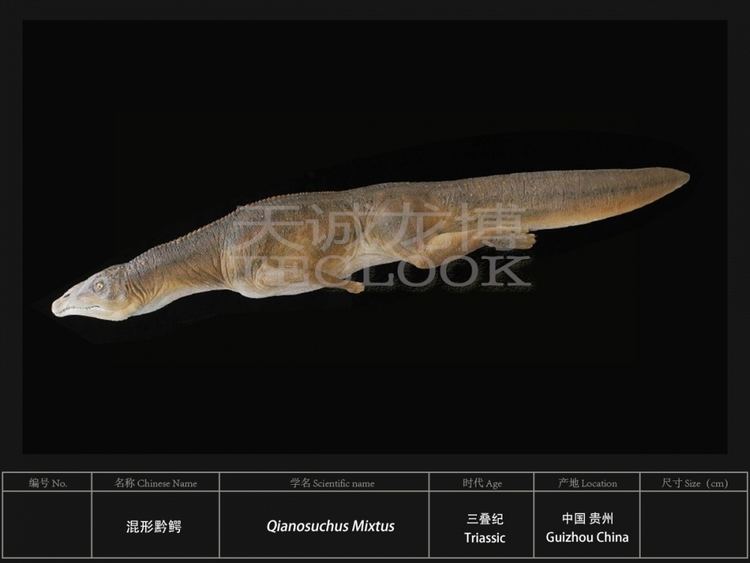 Qianosuchus Teclook